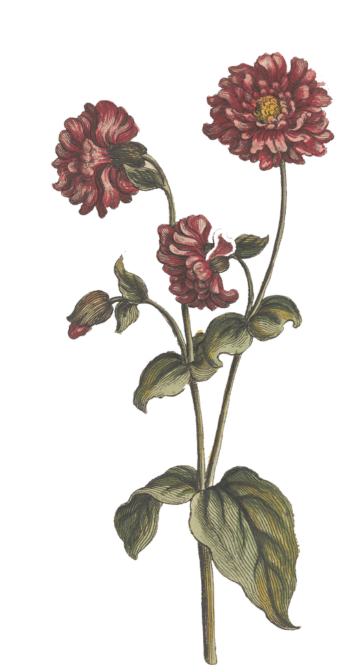 Floral Plant Illustration